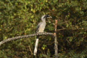 Indian gray hornbill (Ocyceros birostris) perched on a branch
