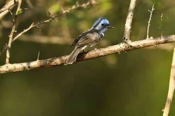 Blue-headed bird perched on a branch