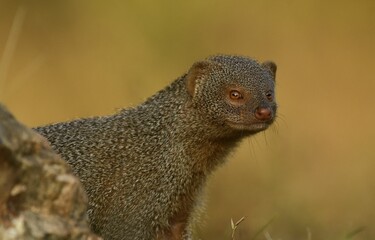 Mongoose in its natural habitat