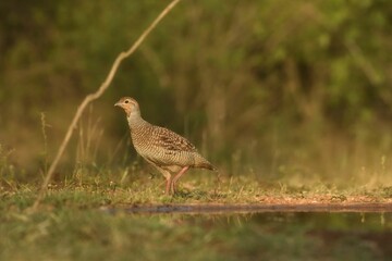 Gray francolin (Ortygornis pondicerianus) beside a tranquil body of water