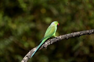 Green parrot perched on a tree branch