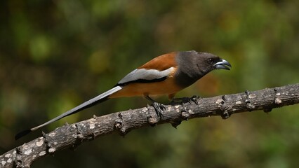 Rufous treepie (Dendrocitta vagabunda) perched on a branch