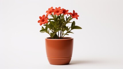 Plant, flower in a pot on white background