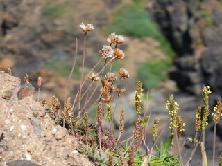 flowers in the mountain