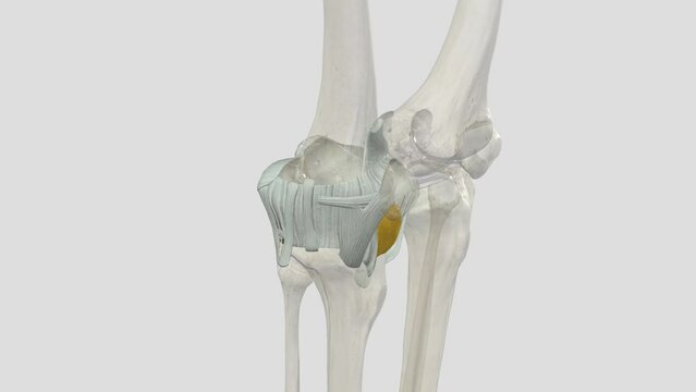 The knee joint is a hinge type synovial joint, which mainly allows for flexion and extension