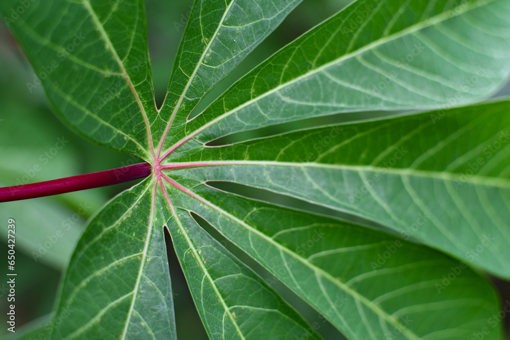 Wall mural close up of green cassava leaves in the garden.