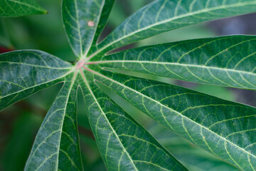 Close up of green cassava leaves in the garden.