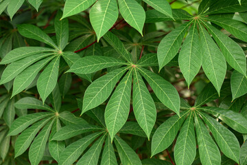 Close up of green cassava leaves in the garden. - obrazy, fototapety, plakaty