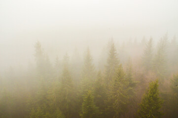 Forest in a magical fog, mystical landscape under the fog, the fog creates an illusion