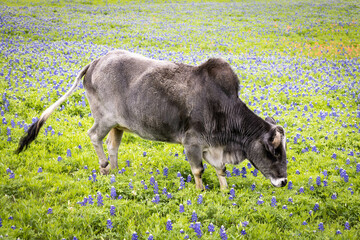 Bull on a Bluebonnet Field