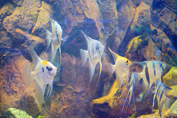 Angelfish or Pterophyllum scalare in home freshwater aquarium.