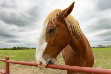 Beautiful Horse biting fence