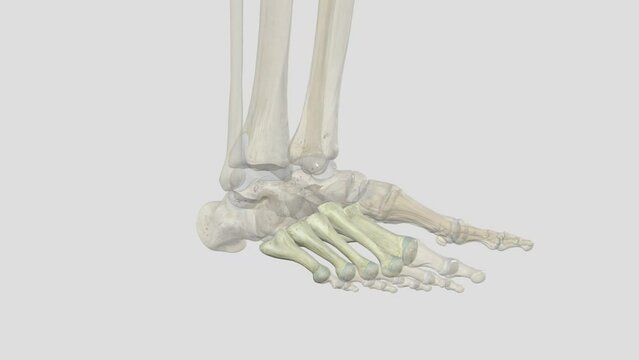 metacarpal, any of several tubular bones between the wrist (carpal) bones