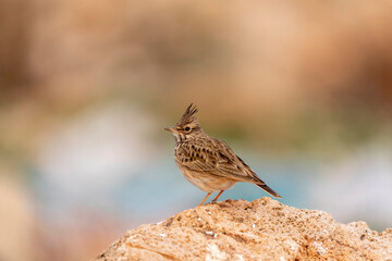 Male Crested Lark in the bush. copy space
