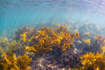 Clear view of seaweed on the ocean floor.