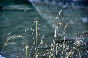 Wasser, Gräser, Gras, Ufer, Halm, Grashalm, Unkraut, Idylle, idyllisch, romantisch, verträumt, geheimnisvoll, entspannen, still, ruhig, abschalten, Gefühl, Ruhe, Wohlbefinden, Natur, Umwelt, natürlich