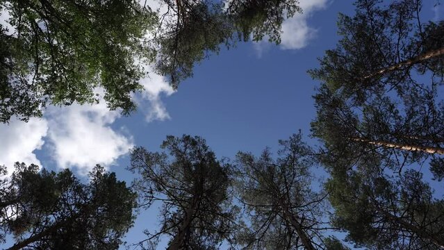 Breathtaking time-lapse showcasing nature's dance. Watch as the sky races over the majestic pine trees, painting the scene with vibrant hues. An awe-inspiring display of nature's beauty in just second