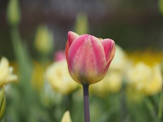 春の花　チューリップ　メルシー