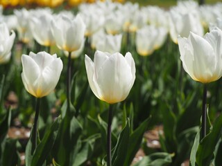 春の花　チューリップ　ホワイトプリンス