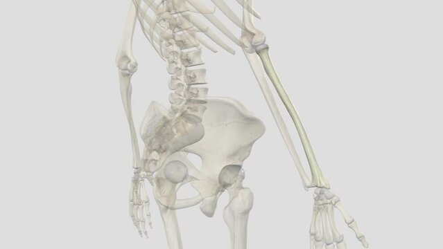 The radius is one of the two bones that make up the forearm, the other being the ulna.