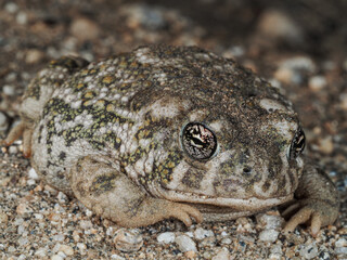 Arroyo Toad