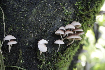 mushrooms on a tree