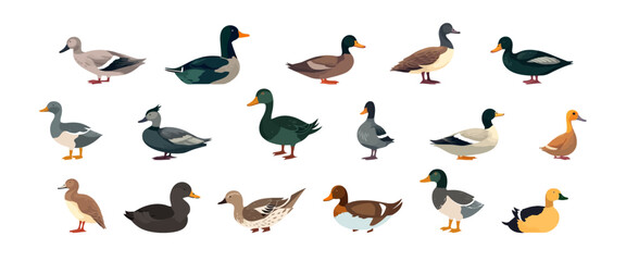 Duck, farm animal set flat cartoon isolated on white background. Vector isolated illustration