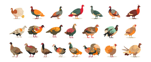 Turkey, farm animal set flat cartoon isolated on white background. Vector isolated illustration