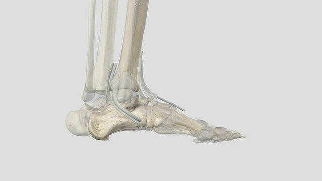 The mucous sheaths of the tendons around the ankle, Lateral aspect, Tendon Calcaneus, Peroneus longus