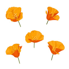 Pomarańczowe kwiaty. Pięć różnych kwiatów do wykorzystania w Twoim projekcie. Ręcznie rysowane botaniczne elementy wektorowe.
