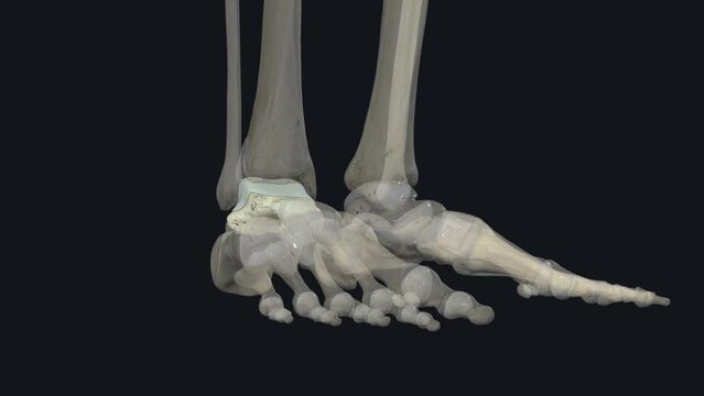 The talus talus bone, astragalus or ankle bone is one of the group of foot bones known as the tarsus