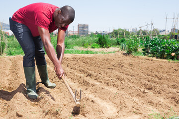 Hired african american worker with hoe cultivates garden beds on farm field