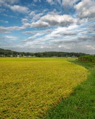 茨城県ひたちなか市　金色の野を往く大洗鹿島線