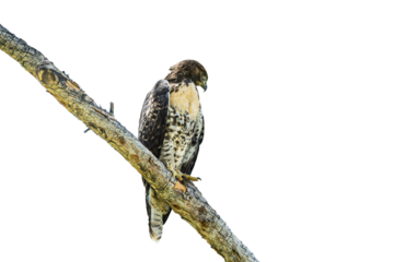Red-tailed Hawk (Buteo jamaicensis) Photo Perched, on a Transparent Background