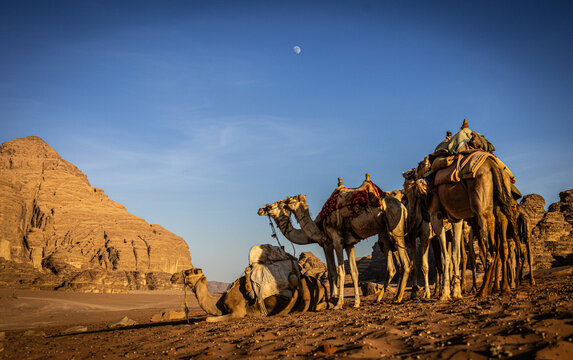Camels Resting in Desert Under Moonrise in Wadi Rum Jordan