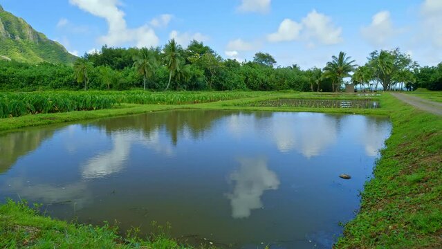 Lake reflection at taro fields