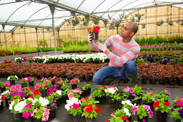 Adult man is taking care of blooming flowers on his work place in greenhouse