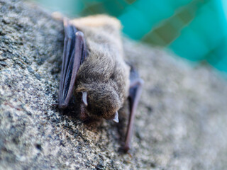 塀にぶら下がって爆睡中のコウモリくん