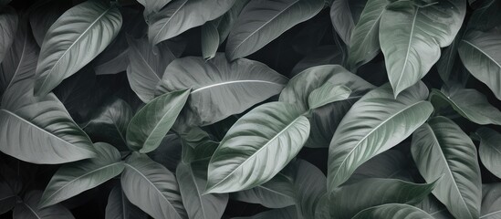 Texture wallpaper with tropical leaves in grey color