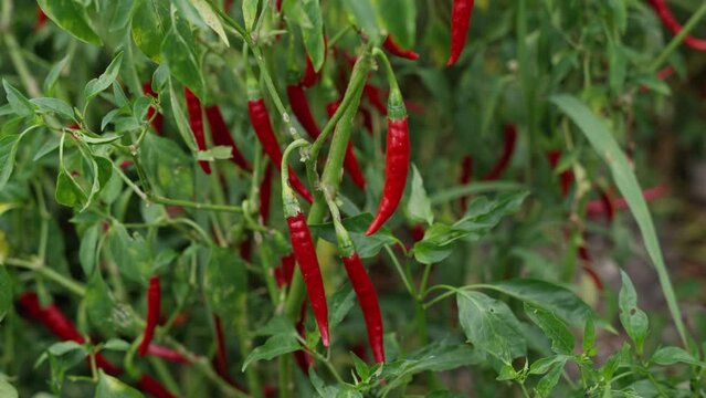 red chili peppers plant