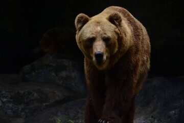 Brown Bear, Dehiwala National Zoological Park, Sri Lanka