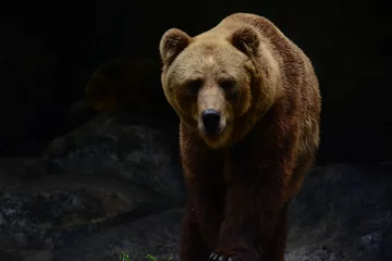 Foto op Aluminium Brown Bear, Dehiwala National Zoological Park, Sri Lanka © Pradeep