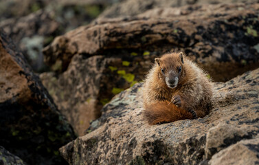 Young Marmot Holds Small Piece of Grass After Grooming