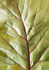 Beet leaf surfaces in extreme close-up