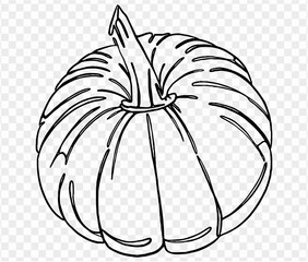 One line hand drawing pumpkin in a brush style, isolated on a transparent PNG background. Perfect for Halloween party backgrounds, poster templates, brochures, online ads.