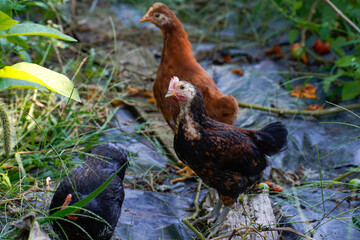 Young chickens left to clean out a garden.