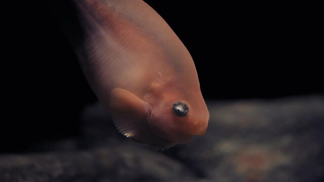 Salmon snailfish using the fins on its chin to feel and forage for food