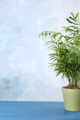 Beautiful green houseplant in pot on light blue wooden table, space for text