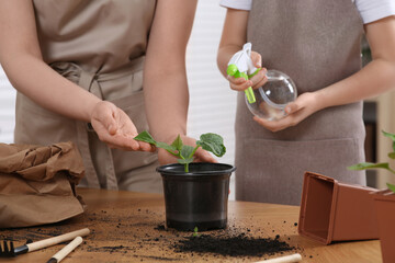 Mother and daughter spraying seedling in pot together at wooden table indoors, closeup