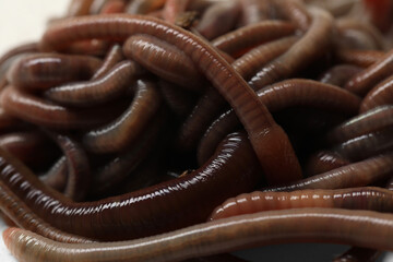 Many earthworms as background, closeup. Terrestrial invertebrates